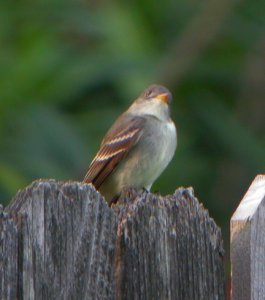 Eastern Wood-PeeWee