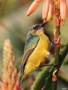 Collared Sunbird