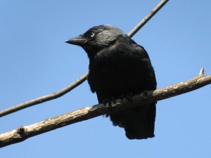 jackdaw in strong wind