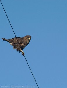 Fly or rather perch by wire Buzzard