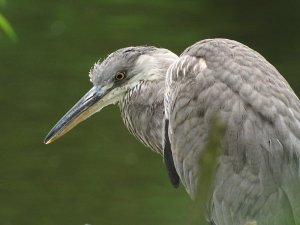 grey heron juvenile
