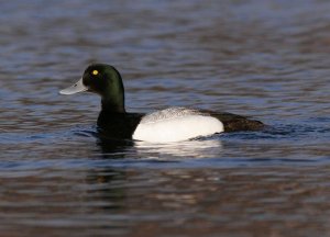 Greater Scaup drake