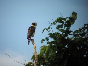 Laughing Falcon