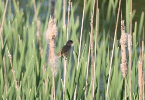 Reed Warbler