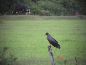 Snail Kite