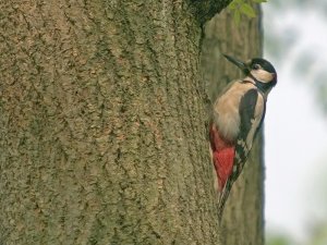 G S Woodpecker