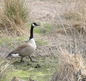 Canada Goose in marsh