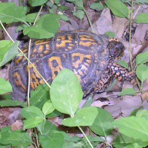 Eastern Box Turtle