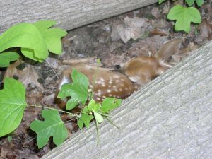 White-tailed Deer fawn in hiding