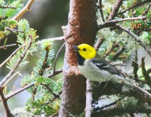 Hermit Warbler