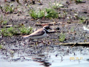 Little Ringed Plover