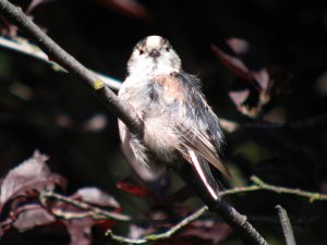 Long-tailed tit juvenile