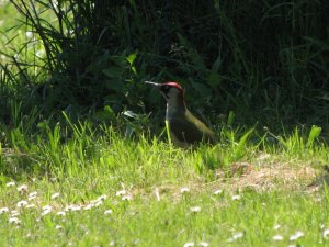 green woodpecker foraging