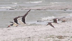 Black Skimmers