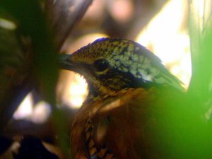 Eared Pitta