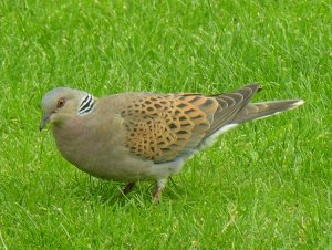 Turtle Dove