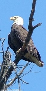 Mature bald eagle