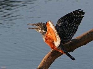 Giant Kingfisher