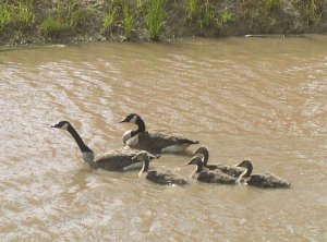 Canada Goose pair with goslings