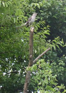 It's my tree and I'll sing if I want to!