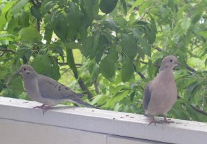 Mourning Dove pair