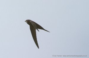Swift flying @ Newport Wetlands
