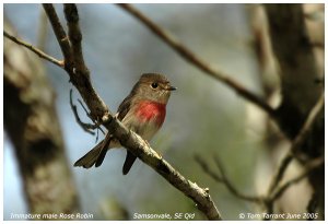 Rose Robin