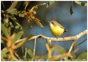 White-throated Gerygone