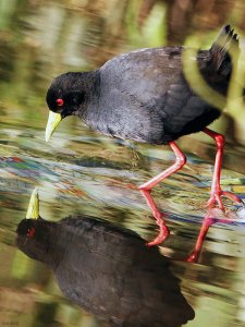 Black Crake