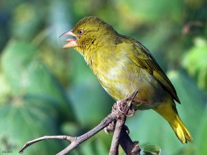 Cape Weaver