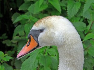 Swan Portrait