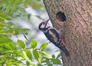 GS Woodpecker