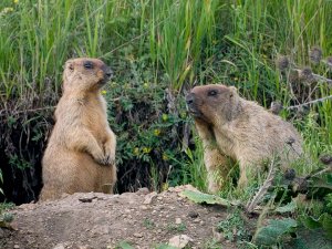 Pair of Marmots