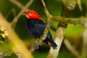 Red-capped Manakin (male)