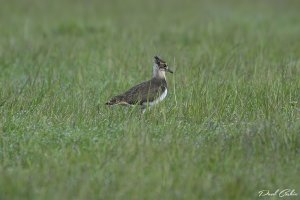 Lapwing Juvenile