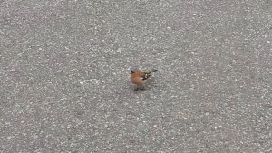 Chaffinch At Loch Eynort