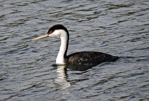 Western Grebe