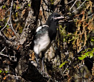 Fledged Magpie