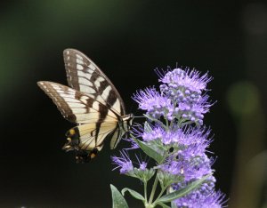 Eastern Tiger Swallowtail