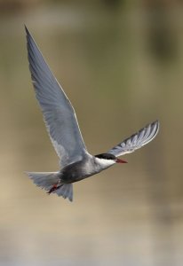 Another Whiskered Tern