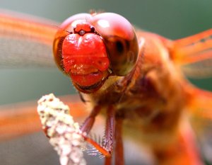 Needham's Skimmer Dragonfly