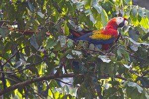 Scarlet Macaw