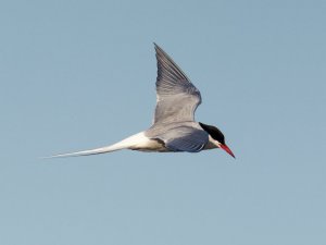 Arctic Tern