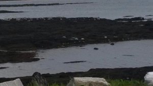 Seals On Berneray