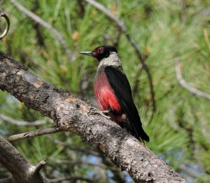 Lewis's Woodpecker