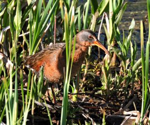 Virginia Rail