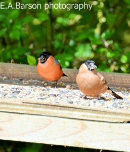 bullfinch on feeder