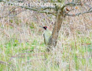 green woodpecker