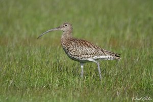 Curlew