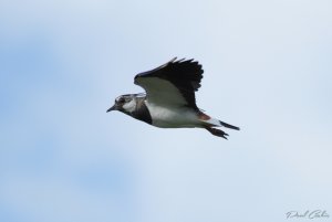 Lapwing